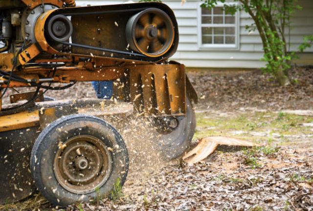 stump removal in Bel Air South