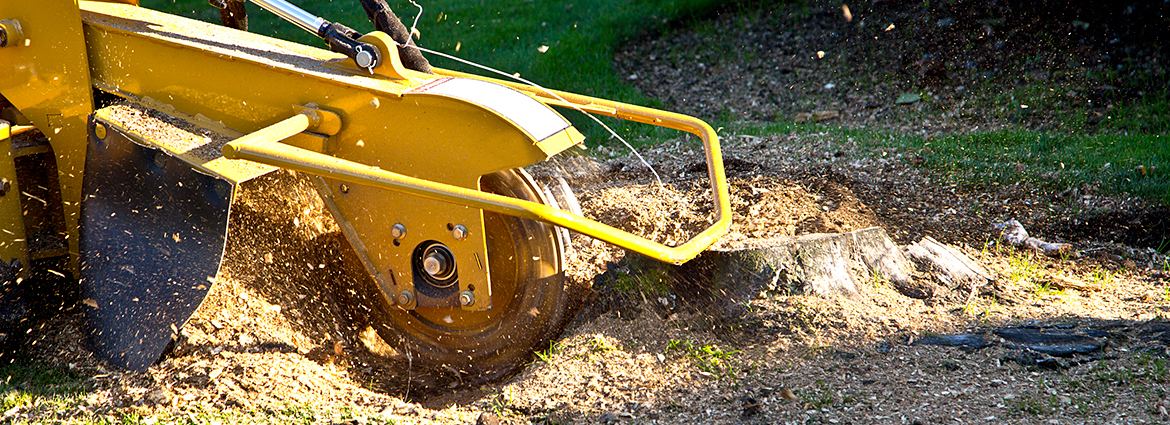 MD Stump Removal